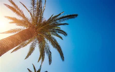 Palm Tree 4k Wallpapers Top Free Palm Tree 4k Backgrounds