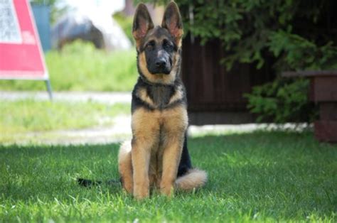 German Shepherd Temperament And Personality Canna Pet