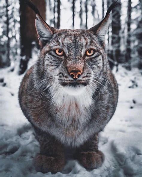 Lynx Are Perhaps Most Known For Their Black Tufts Present Atop Their