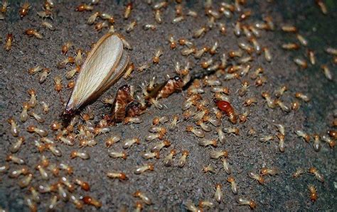 A Step By Step Guide To Protecting Your Beaumont Home From Termites