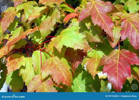 Maple Leaves Mixed Fall Colors Background Stock Photo Image Of