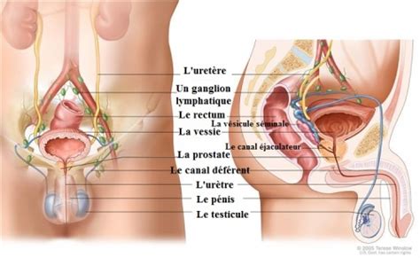 Le cancer de la prostate est la forme la plus agressive et la plus mortelle de cette hypertrophie de la glande. Comment savoir si un cancer de la prostate est agressif ...