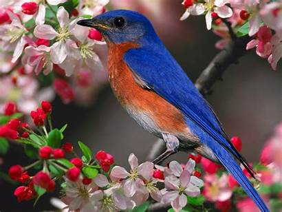 Bird Sun Birds Pretty Wallpapers Bluebird Colorful