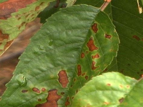 Japanese beetles (popillia japonica) are small insects that carry a big threat. Kwanzan Cherry Tree Diseases | Shapeyourminds.com