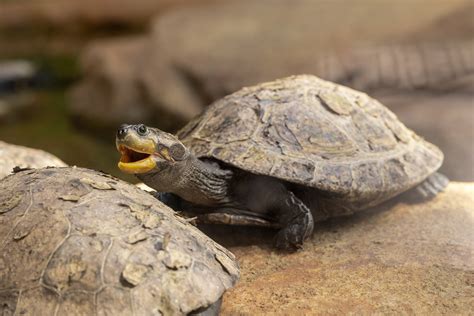 Yellow Spotted River Turtle Zoochat