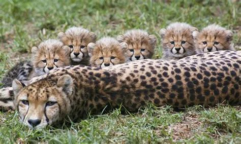 Mom And 6 Cheetah Cubs Playing