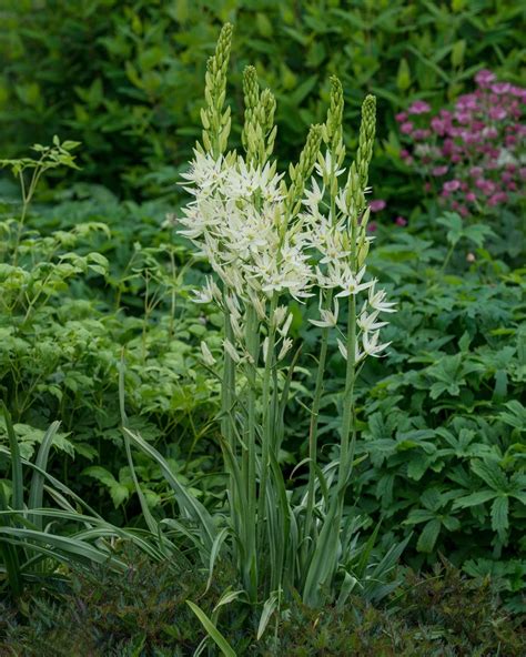 Camassia Leichtlinii Alba White Bulbs — Buy Online At Farmer Gracy