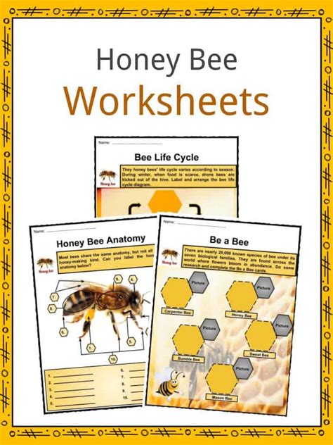 Honey Bee Facts Worksheets Anatomy Lifespan And Diet For Kids