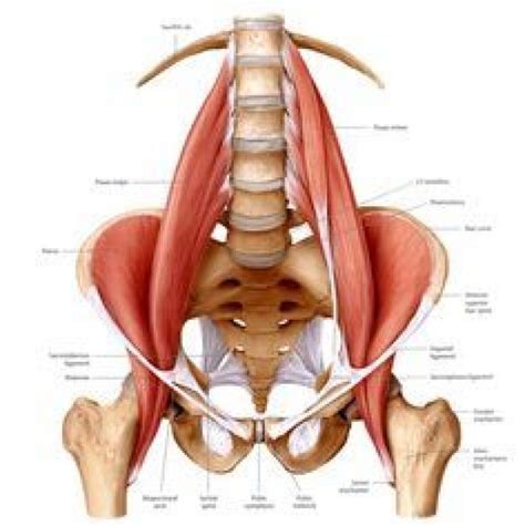 pin on psoas release