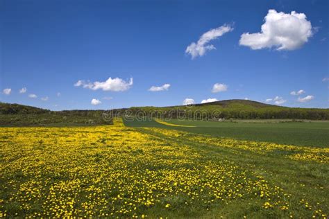 Flowery Field Stock Image Image Of Yellow Trip Forest 7560891