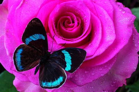 Pink Rose And Black Blue Butterfly Photograph By Garry Gay Pixels