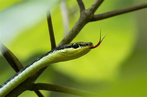 Predicci N Semanal Del Hor Scopo Maya Para Chicchan Serpiente Al