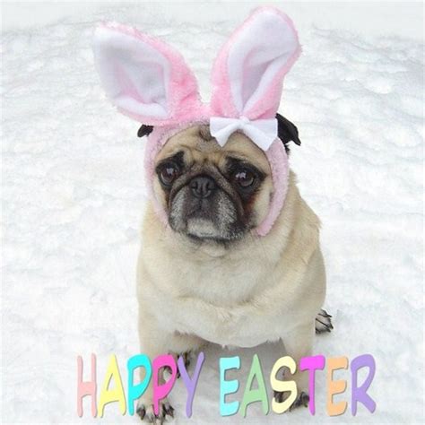 Cute Pug Easter Bunny Animals Photo 33877674 Fanpop