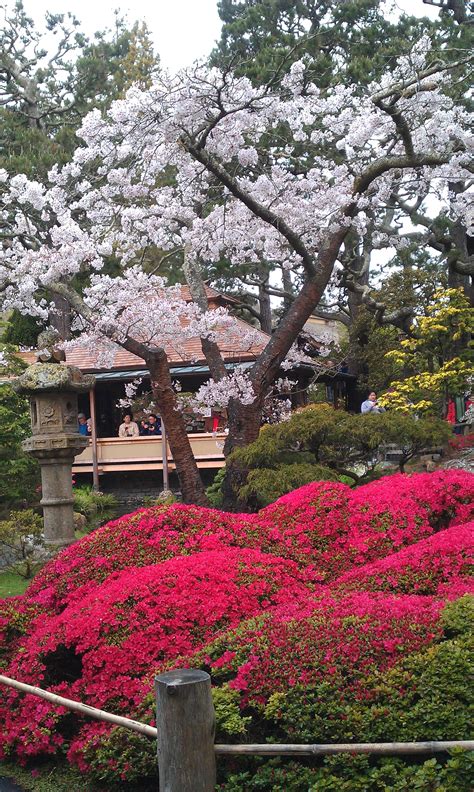 Cherry Blossoms In Bloom At Japanese Tea Garden In Golden Gate Park