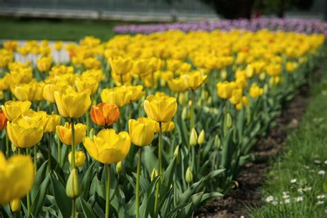 Banco De Imagens Plantar Flor Tulipa Amarelo Jardim Flora