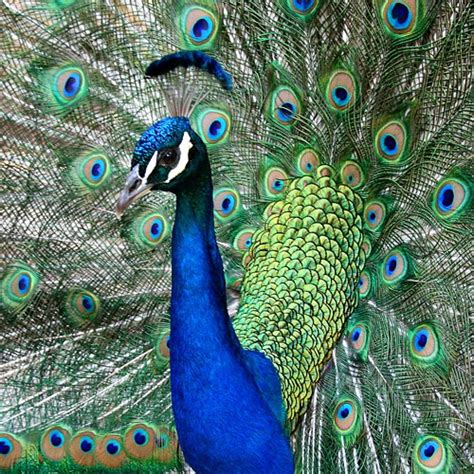 Cool I Love Peacocks Love The Blue Most Beautiful Birds Pretty