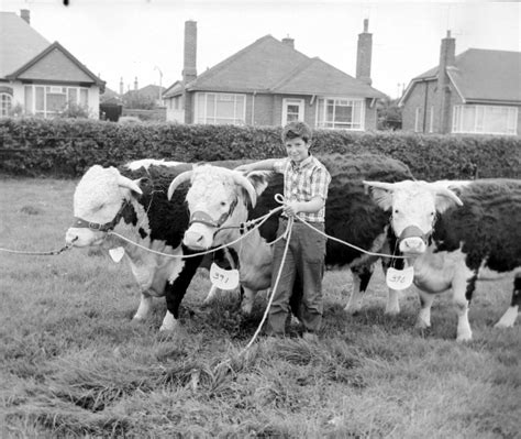 North Wales Nostalgia Farming Shows From Years Gone By North Wales Live