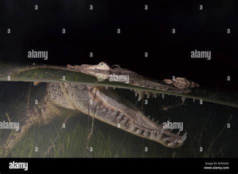Morelets Crocodile Hunting At Night Crocodylus Moreletii Cancun