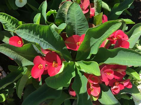 The crown of thorns plant, euphorbia milii, is a blooming succulent that grows into a woody shrub that features sharp thorns on its stems. How to Grow Crown of Thorns Plant
