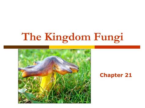 Ppt The Kingdom Fungi Powerpoint Presentation Free Download Id550822