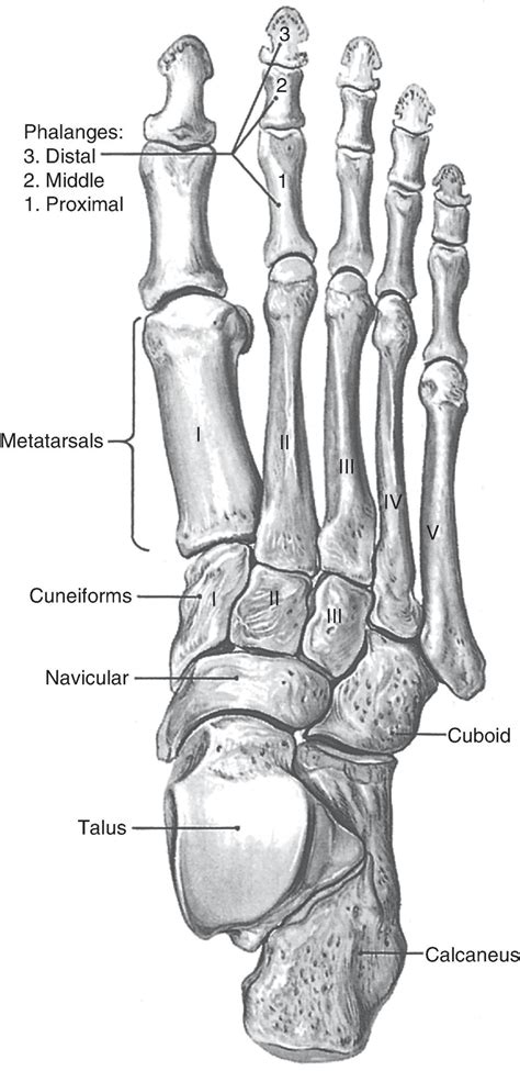 The Foot And Ankle Musculoskeletal Key