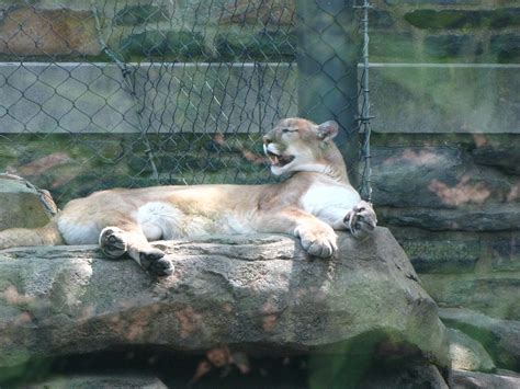 Phila Zoo Mountain Lion In Habitat 2 Philadelphia Zoo Flickr