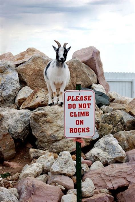Crazy Goats 29 Pics
