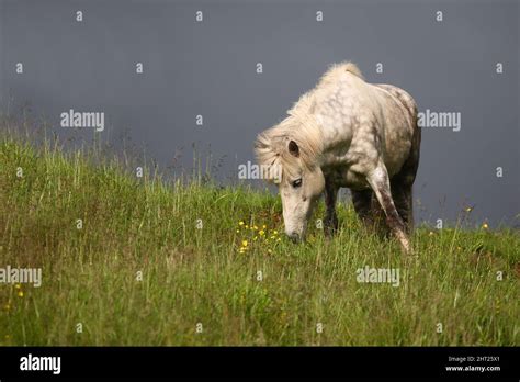 Islandpferd Icelandic Horse Equus Ferus Caballus Stock Photo Alamy