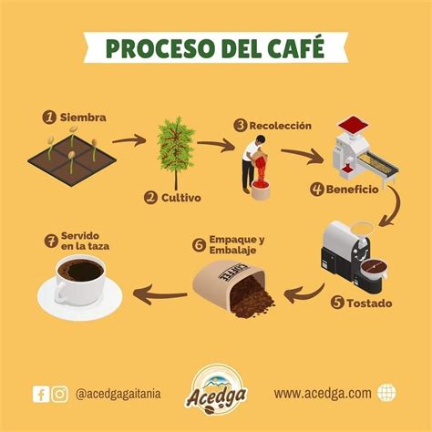 Top 108 Proceso Del Cafe Dibujos Expoproveedorindustrialmx
