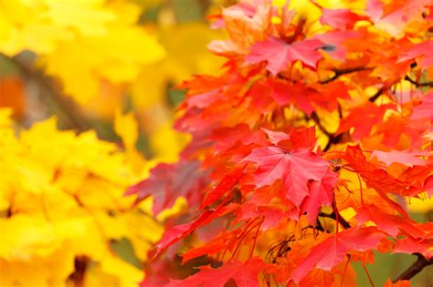 Free Images Nature Branch Abstract Texture Fall Flower Petal