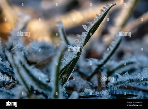Ice Crystals Formed On Blades Of Grass And Froze In All Directions