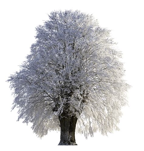 Png Wintry Frost Winter Frozen Snow Tree Cold 20 Inch By 30 Inch