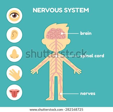 That's your nervous system at work. Nervous System Educational Anatomy Chart Kids Stock Vector ...