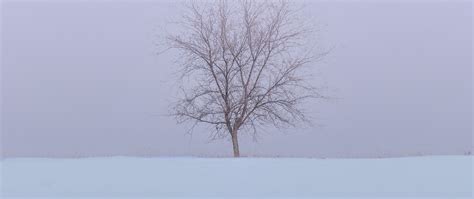 Download Wallpaper 2560x1080 Tree Snow Field Winter Minimalism