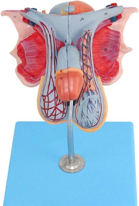 Modelo Educativo Modelo Reproductor Masculino Modelo De órganos