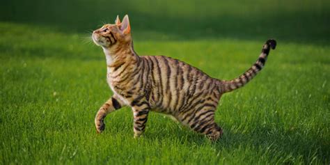 Purrfect Cat Breeds With Stripes