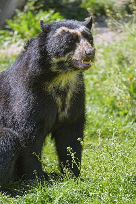 Spectacled Bear Posing Well One Of The Spectacled Bears Of Flickr