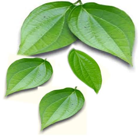 Download Betel Leaves Betel Leaf Paan Png Hd Transparent Png