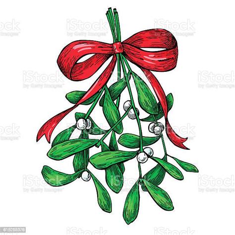 Mistletoe With Red Bow Christmas Decor Plant Hand Drawn Vector Stock