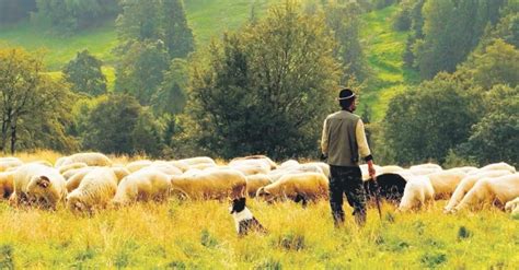 Son Dakika Sigortasız çoban Kalmayacak 120 Milyonluk Destek Ekonomi