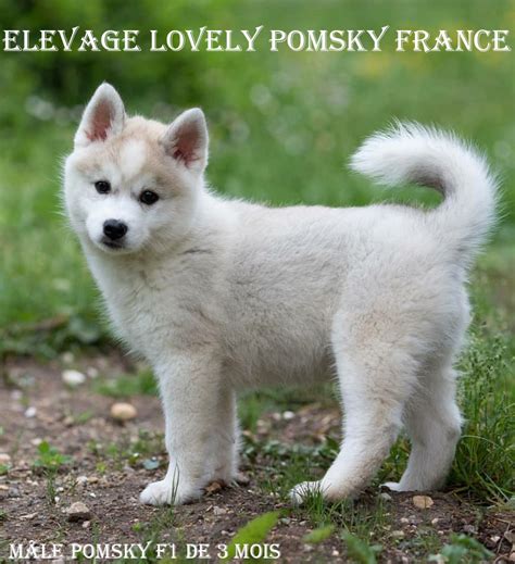Lhistoire De Nos Bébés Pomsky Elevage Lovely Pomsky France