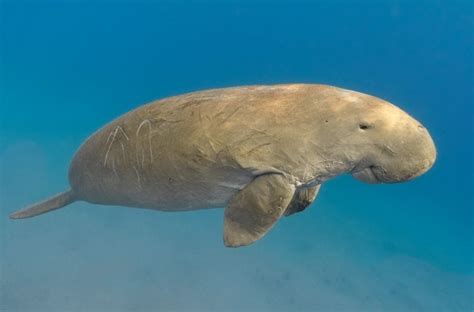 Dugong Facts Diet And Habitat Information