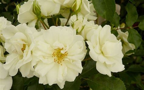 The 14 Best Pure And Beautiful White Rose Varieties David Domoney