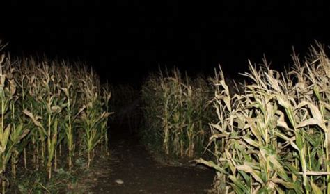 The Corn Field Rtrevorhenderson