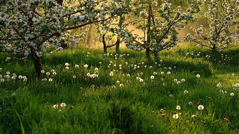 6810x4256 beautiful spring landscape in scotland wallpaper hd 70421>. 46+ Spring HD Wallpapers 1080p on WallpaperSafari