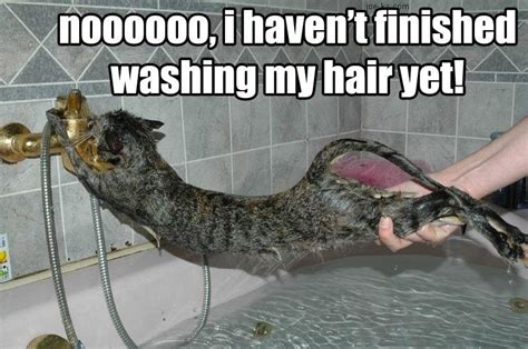 Some Cats Love Baths I Can Has Cheezburger Funny Cats Cat Meme