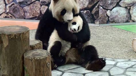 Panda Baby With Her Mama パンダ 熊猫 Youtube