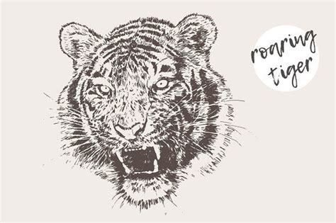Illustration Of A Roaring Tiger Illustration Graphic Illustration