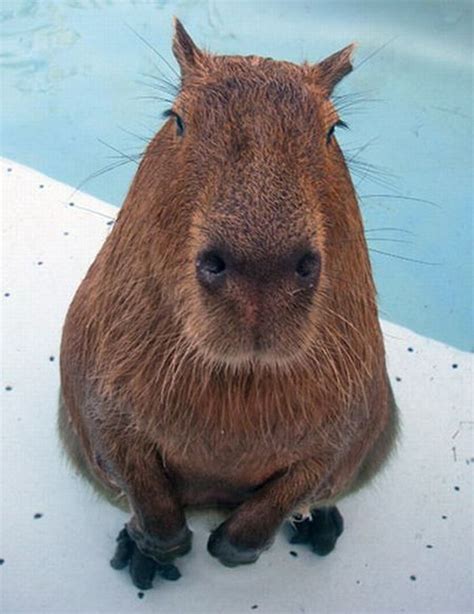 Hilarious Animal Photos Of The Day Release 1 35 Pics Capybara Cute