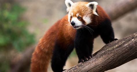 Everything You Need To Know About Red Pandas Ifaw